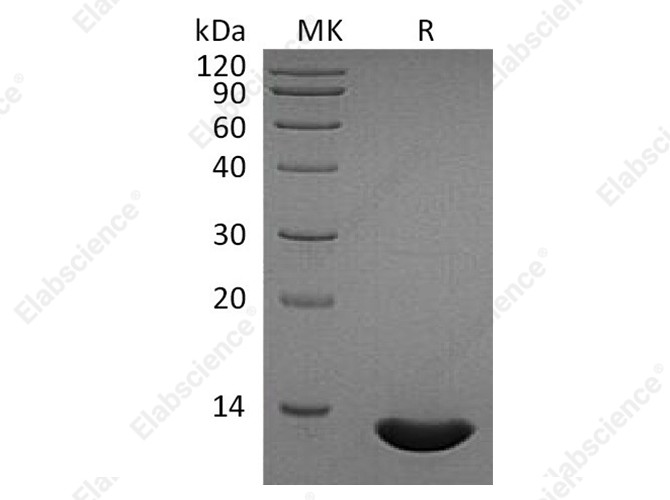 Recombinant Human CCL2/MCP-1 Protein - 1