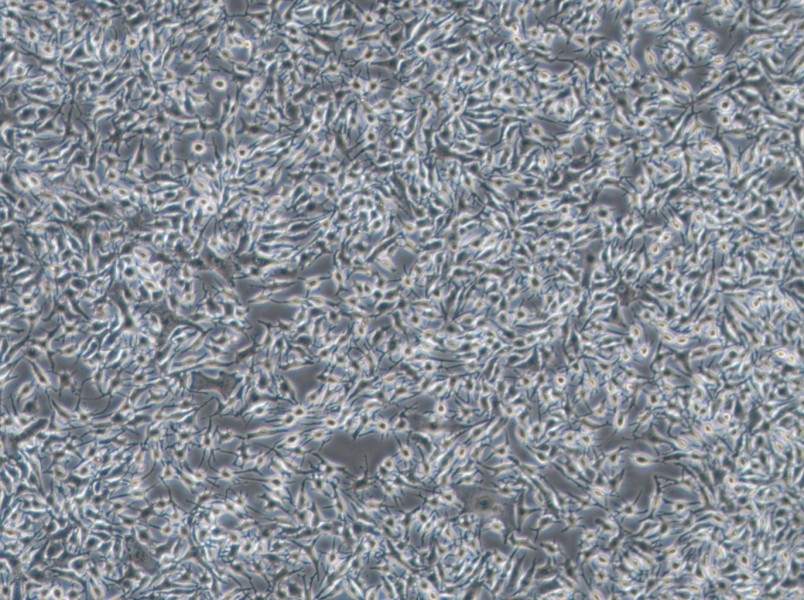 B16-F1 Cell Complete Medium-searchlist-1