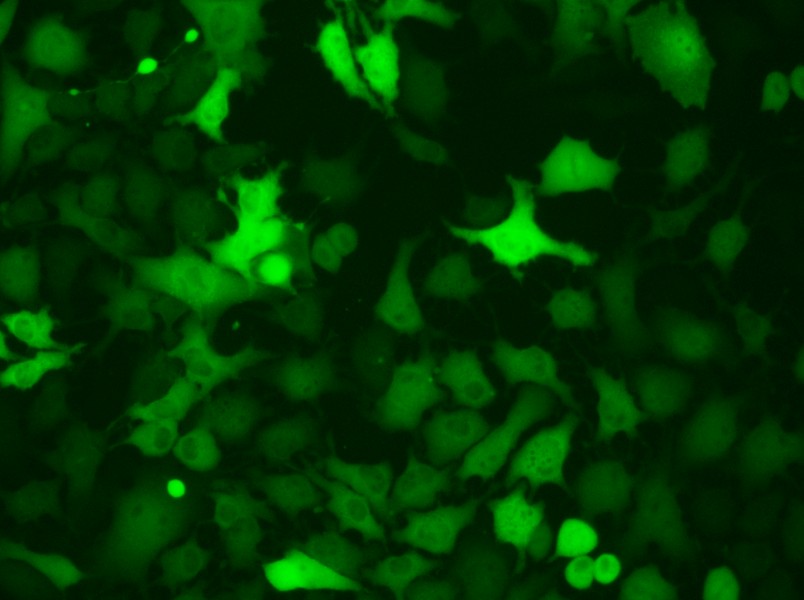 B16-F10-GFP Cell Complete Medium - small - 4
