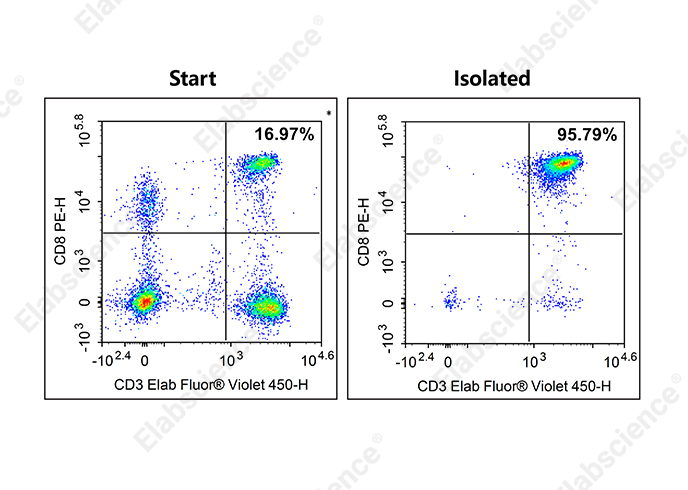 EasySort™ Human CD8+ T Cell Isolation Kit - 1