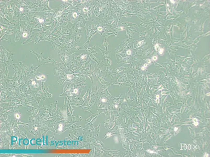 KMH-2 Cell Complete Medium - 3