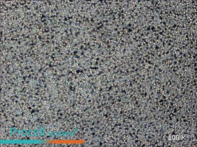 Z-138 Cell Complete MediumZ-138 Cell Complete Medium - 2