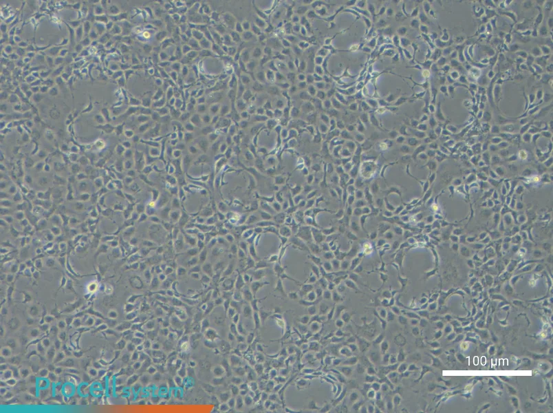 EPC Cell Complete Medium - 3