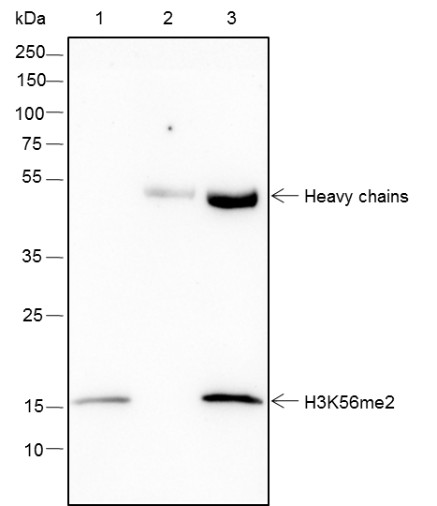 Recombinant Histone H3 (Di Methyl Lys56) Monoclonal Antibody - small - 6