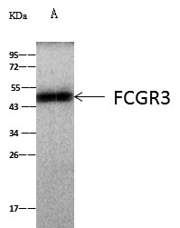 Recombinant CD16/FCGR3 Monoclonal Antibody - small - 2