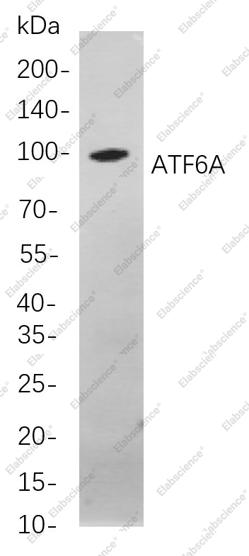 Recombinant ATF6A Monoclonal Antibody - 1