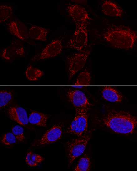 Confocal immunofluorescence analysis of U2OS cells using HADHA Polyclonal Antibody at dilution of 1:100. Blue: DAPI for nuclear staining.