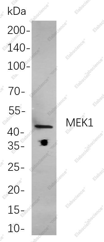 Recombinant MEK1 Monoclonal Antibody - 1