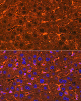 Immunofluorescence analysis of Rat liver using Ceruloplasmin Polyclonal Antibody at dilution of 1:100. Blue: DAPI for nuclear staining.