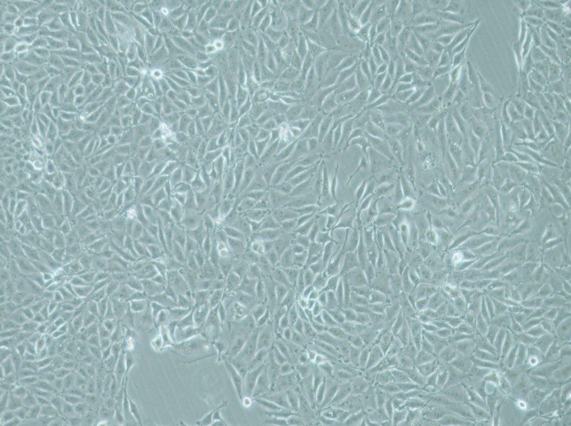 IPEC-J2 Cell Complete Medium-searchlist-1