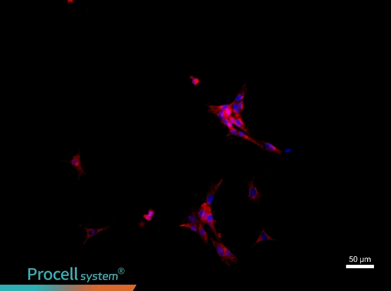 Rat Intrahepatic Bile Duct Epithelial Cell Complete MediumRat Intrahepatic Bile Duct Epithelial Cell Complete Medium - 2