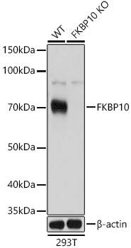 Western blot analysis of extracts from wild type(WT) and FKBP10 knockout (KO) HeLa(KO) cells using FKBP10 Polyclonal Antibody at 1:3000 dilution.