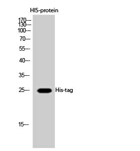 Western Blot analysis of His protein using His-tag Polyclonal Antibody at dilution of 1:2000.