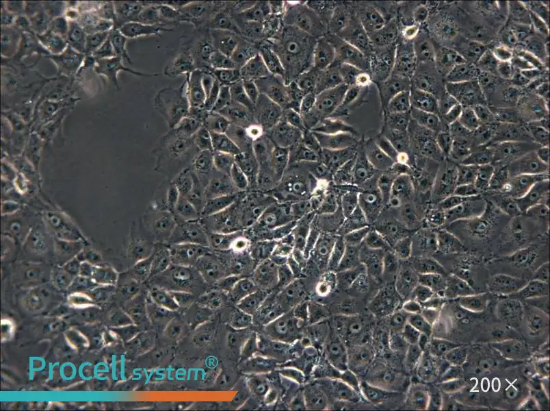 ST Cell Complete Medium - 5