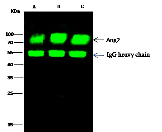 Recombinant Angiopoietin-2/ANG 2 Monoclonal Antibody - small - 3