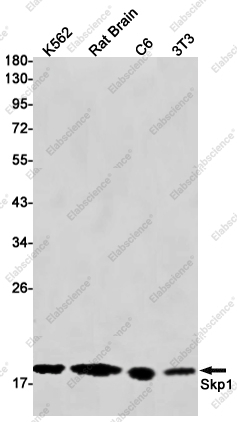 Recombinant Skp1 Monoclonal Antibody - 1