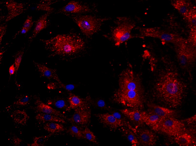 Rat Intervertebral Disc Annulus Fibrosus Cell Complete Medium - small - 4