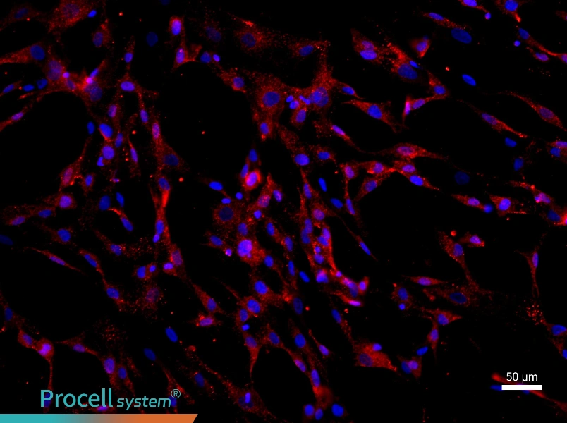 Human Bone Marrow Mesenchymal Stem Cell Complete Medium - 2
