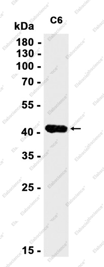 Recombinant NELFe Monoclonal Antibody - 1