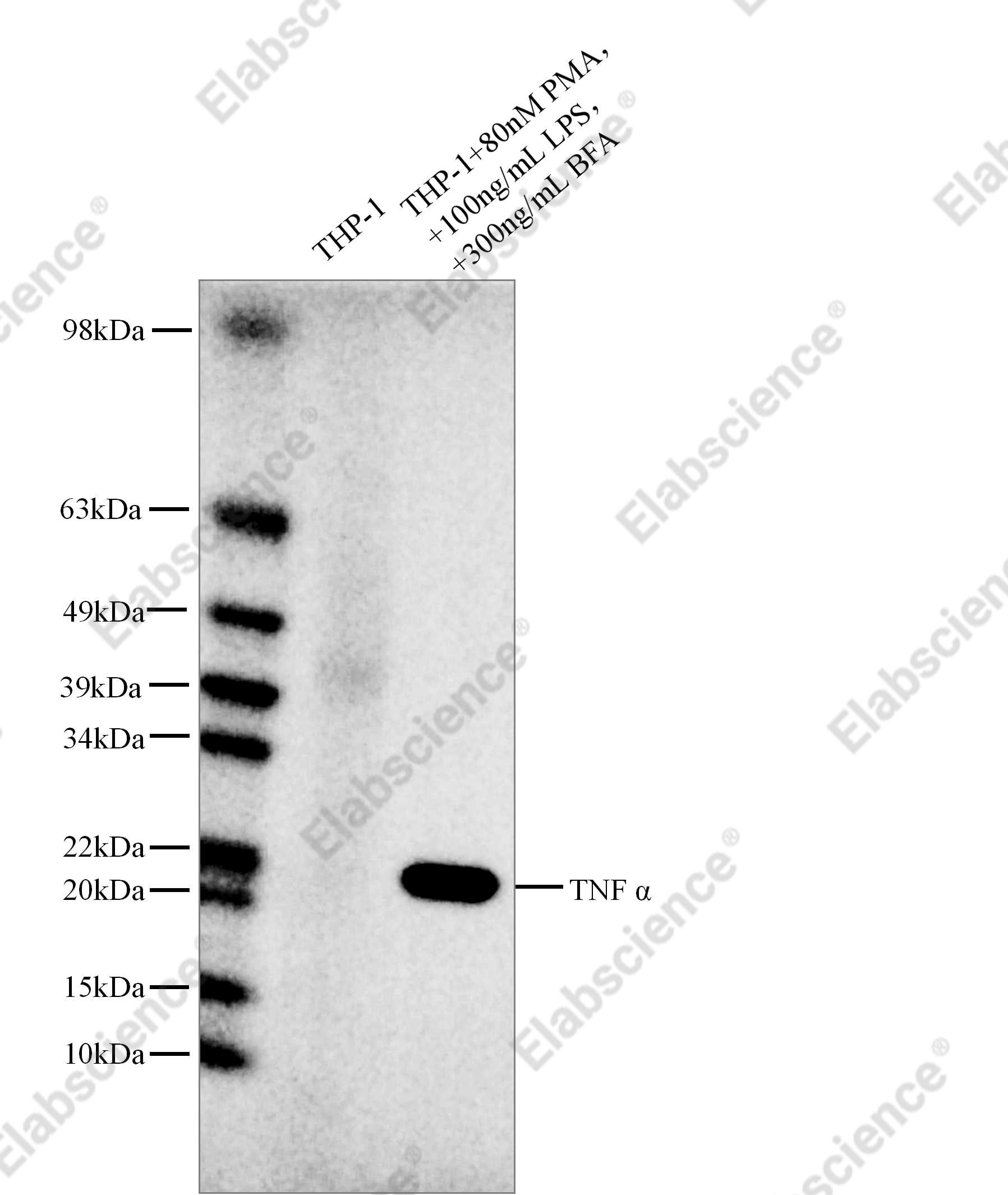 Recombinant TNF α Monoclonal Antibody - 1