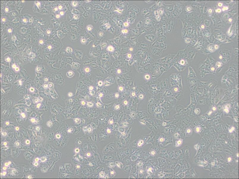 Caov-3 Cell Complete Medium-searchlist-1