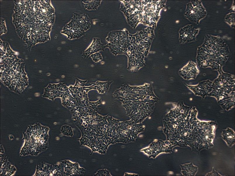 GT1-1 Cell Complete Medium - 2