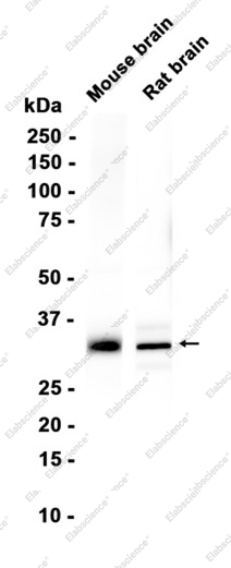 Recombinant Caspase-3 p12 Monoclonal Antibody - 2