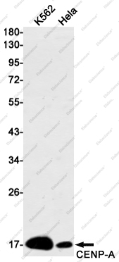 Recombinant CENP-A Monoclonal Antibody - 1