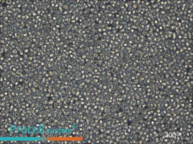 NCI-H929 Cell Complete Medium - small - 5