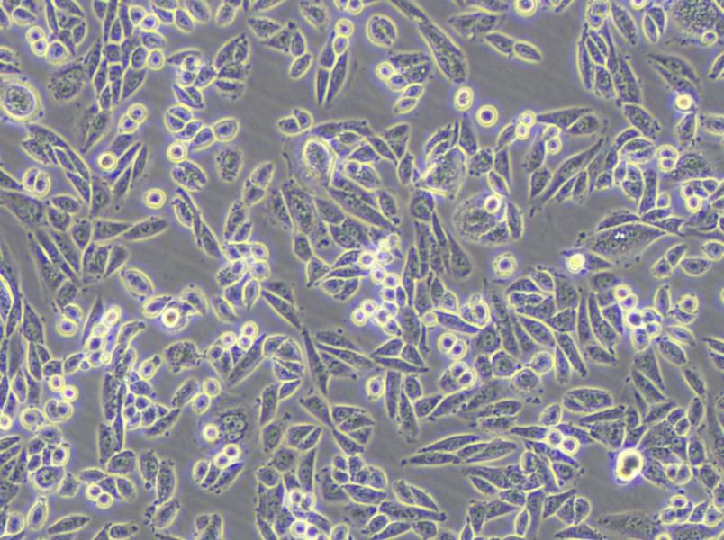 AA8 Cell Complete Medium - 6