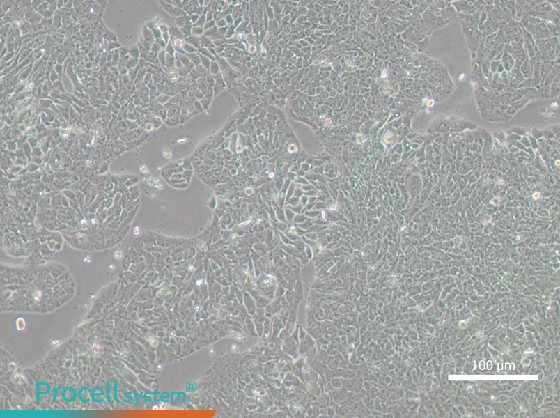 HT-29-GFP - 1