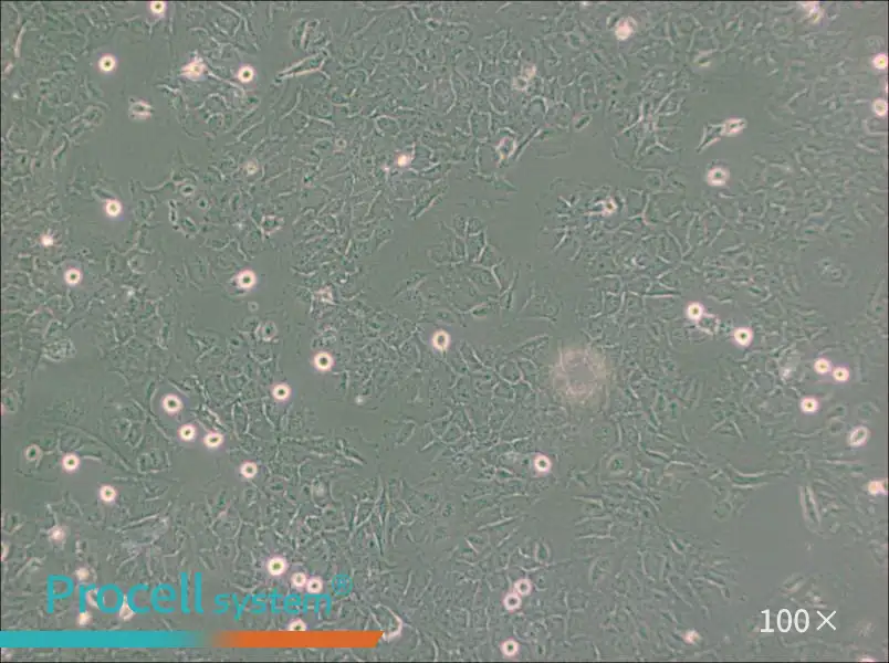 HMC3 Cell Complete Medium - 1