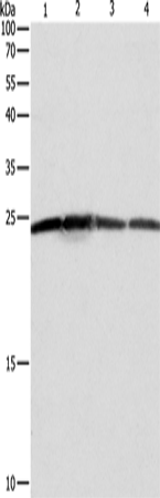 Western Blot analysis of Hela, A431, 293T and Jurkat cell using BAK1 Polyclonal Antibody at dilution of 1:550