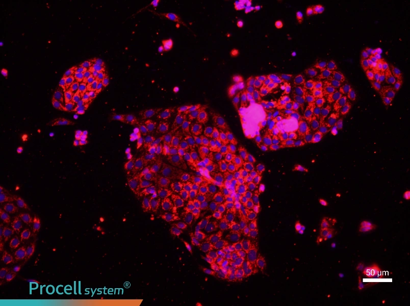 Mouse Renal Tubular Epithelial Cell Complete Medium - 1