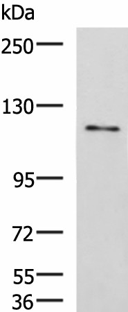 Western blot analysis of LO2 cell lysate  using FNIP2 Polyclonal Antibody at dilution of 1:1000