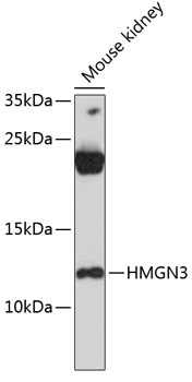 Western blot analysis of extracts of mouse kidney using HMGN3 Polyclonal Antibody at 1:3000 dilution.