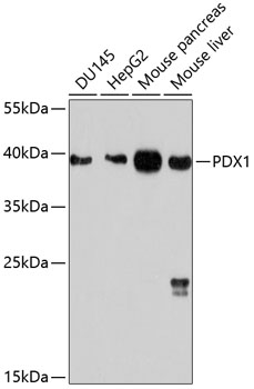 Western blot analysis of extracts of various cell lines using PDX1 Polyclonal Antibody at 1:1000 dilution.