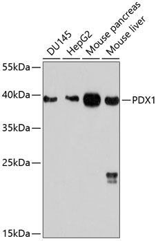 Western blot analysis of extracts of various cell lines using PDX1 Polyclonal Antibody at 1:1000 dilution.