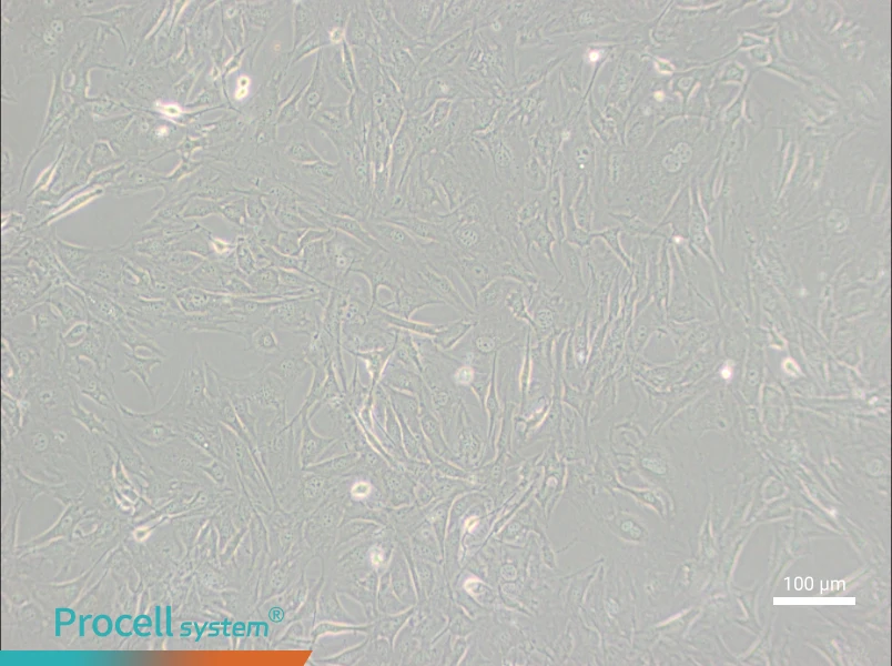 3T3-Swiss albino3T3-Swiss albino - 3
