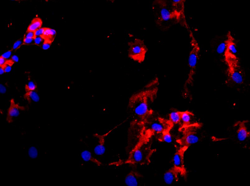 Human Umbilical Artery Endothelial Cell Complete Medium - 2