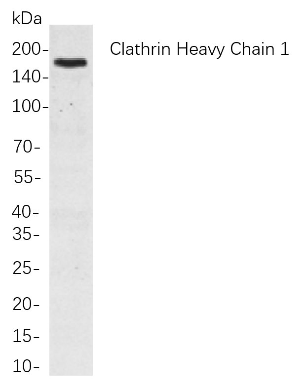 Recombinant Clathrin Heavy Chain Monoclonal Antibody-searchlist-1