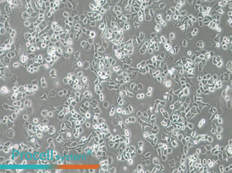 DMS 114 Cell Complete Medium - 1