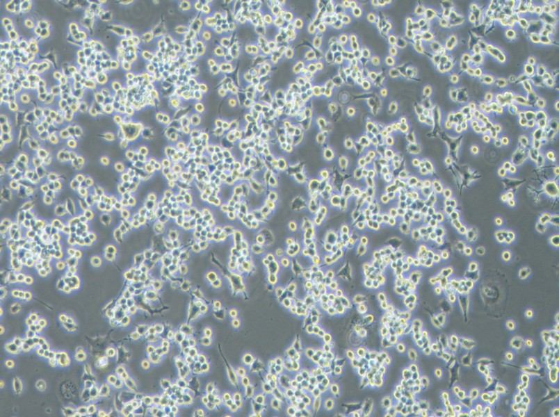 Neuro-2a [N2a] Cell Complete Medium-searchlist-1