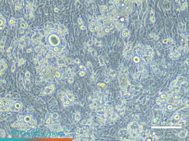 Mouse Adipocyte Cell Complete Medium - small - 5