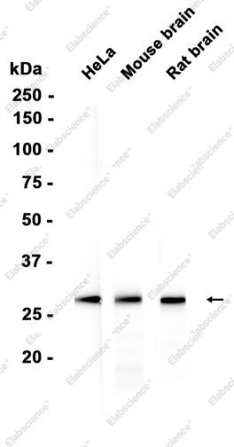Recombinant SNAP29 Monoclonal Antibody - 1