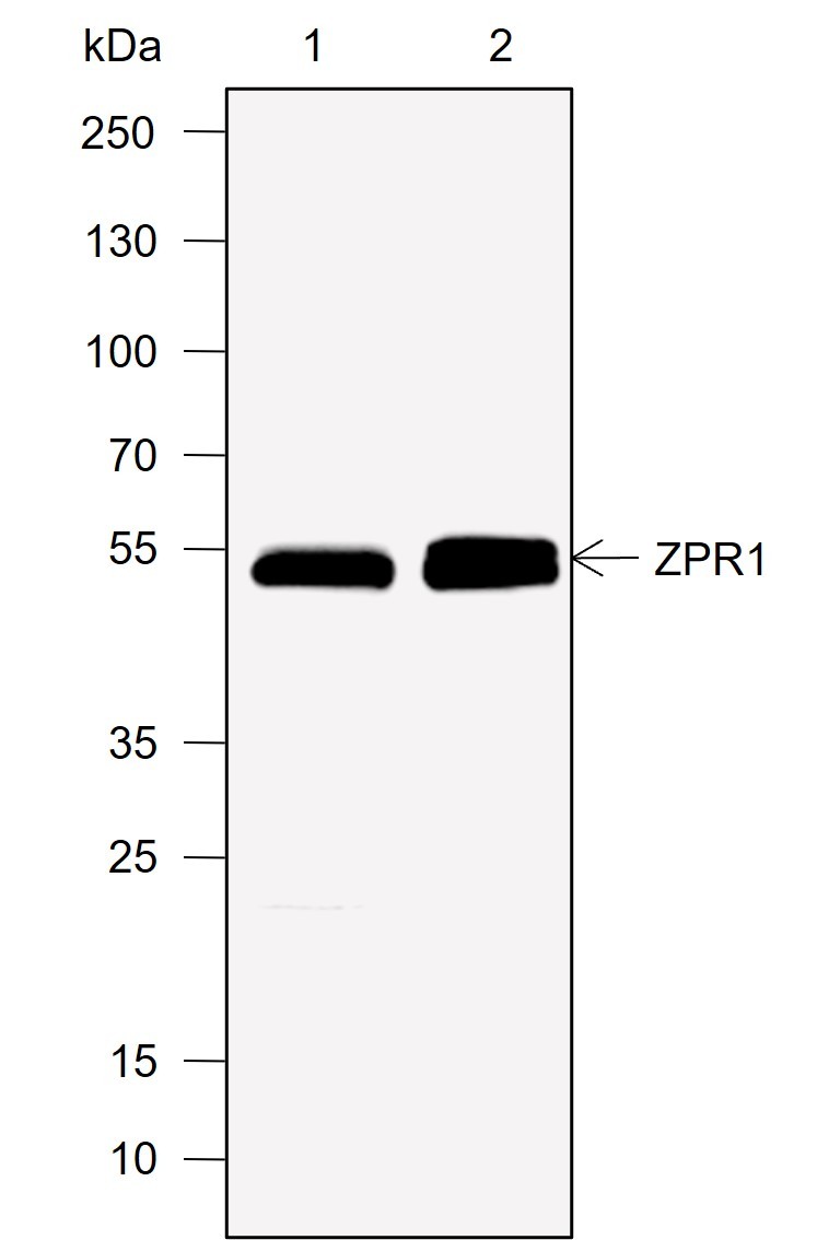 Recombinant ZPR1 Monoclonal Antibody-searchlist-1