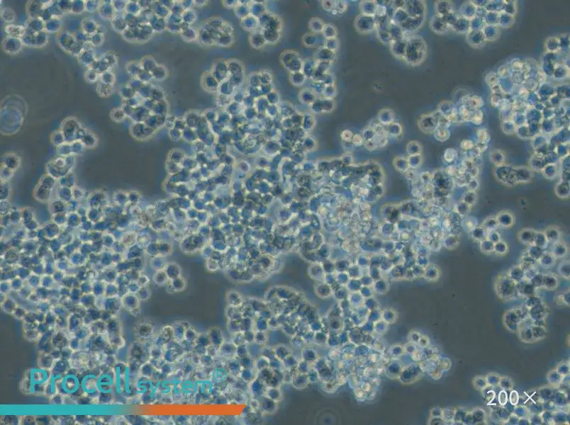 GH3 Cell Complete Medium - small - 6