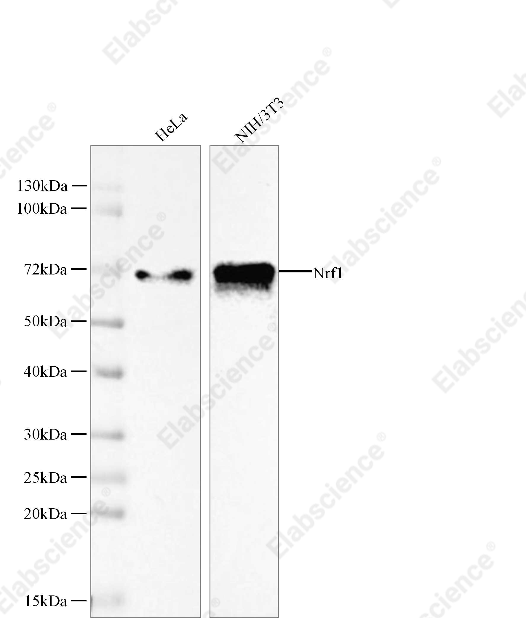 Recombinant Nrf1 Monoclonal Antibody - 1