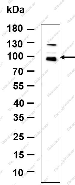 Recombinant Nibrin Monoclonal Antibody - 1