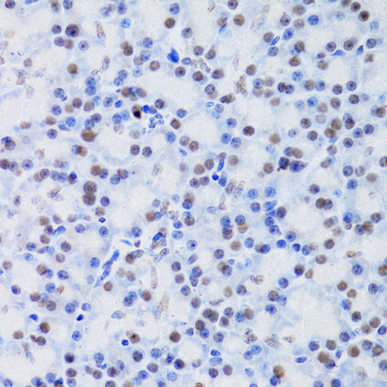 Immunohistochemistry of paraffin-embedded Rat pancreas using JMJD6 Polyclonal Antibody at dilution of  1:100 (40x lens).